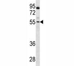 PAX7 Antibody