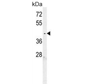 C6orf58 Antibody / LEG1