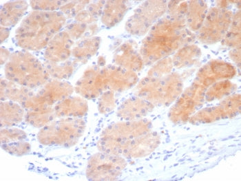 Beta-Parvin Antibody