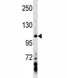 AXIN1 Antibody