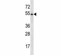GATA3 antibody western blot analysis in mouse liver tissue lysate. Predicted molecular weight: 50 kD