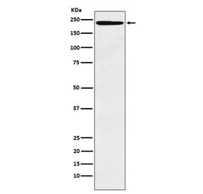 DEC-205 Antibody / LY75 / CD205