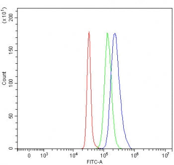 PRMT6 Antibody