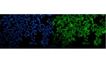 HOXC10 Antibody