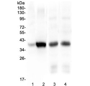 Thrombopoietin Antibody / THPO