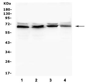 IFNAR2 Antibody