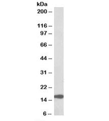 RPL23 Antibody