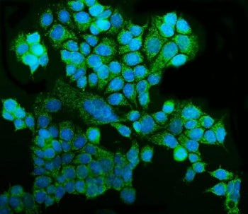 Immunofluorescent staining of FFPE human MCF7 cells with GRSF1 antibody (green) and DAPI nuclear sta