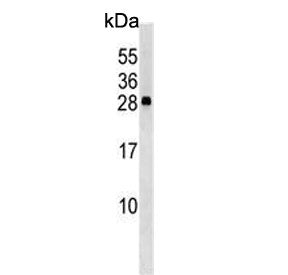 CXXC4 Antibody