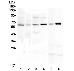 SPARCL1 Antibody