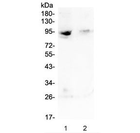 RASAL1 Antibody