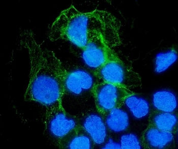 SHP-1 Antibody / PTPN6