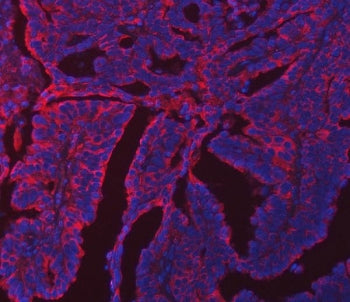 ERP29 Antibody