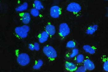 GM130 Antibody
