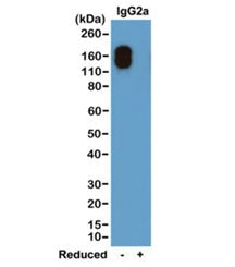 IgG2a-Kappa Antibody