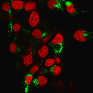Immunofluorescent staining of human HeP-G2 cells labeled with recombinant Albumin antibody (green, c