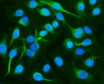 CRMP2 Antibody / DPYSL2