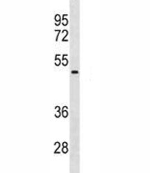 NEU1 Antibody