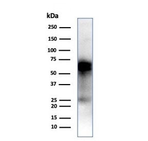 Western blot testing of human THP-1 cell lysate with CD33 antibody (clone SIGLEC3/7612). Predicted m