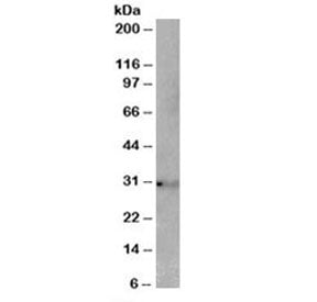 TSPAN14 Antibody