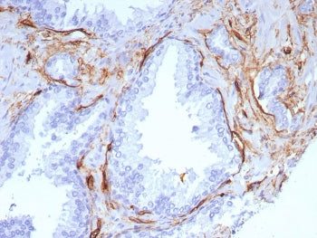 CD34 Antibody