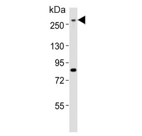 Med12 Antibody