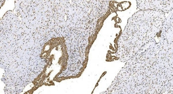 Wee1 Antibody