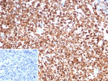 CD74 Antibody