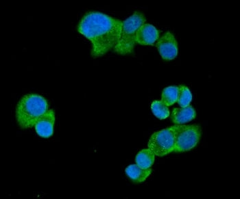 UBAP2L Antibody / Ubiquitin-associated protein 2-like