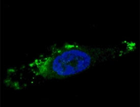 ATG12 Antibody