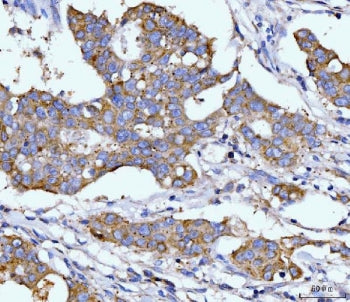 DHODH Antibody