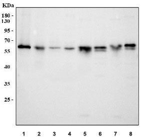 ICA1 Antibody