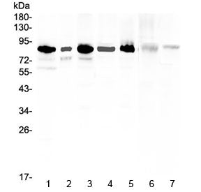 MED15 Antibody / PCQAP