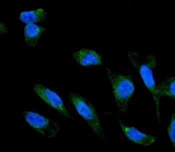 Immunofluorescent staining of FFPE human U-2 OS cells with ADIPOR1 antibody (green) and DAPI nuclear