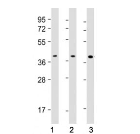 PU.1 Antibody