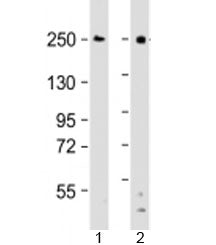 DOCK8 Antibody