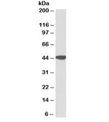 AMACR Antibody