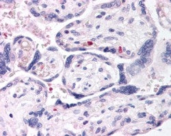 IHC testing of FFPE human placenta with DUSP16 antibody at 2.5ug/ml. HIER: steamed with pH6 citrate 