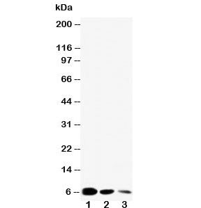 Western blot testing of EGF antibody and Lane 1: recombinant mouse partial protein 10ng; 2: 5ng; 3: 