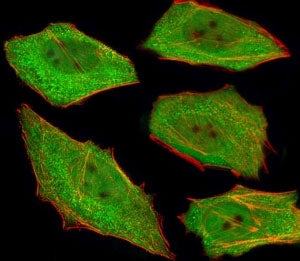 Fluorescent image of U251 cells stained with VCP antibody at 1:25. An Alexa Fluor 488-conjugated goa