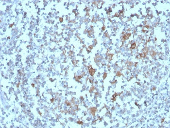 BAFF Receptor Antibody