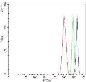 TMEM52B Antibody / Transmembrane protein 52B