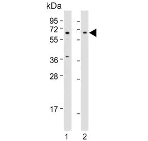Beta-TrCP Antibody / BTRC