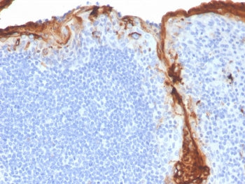 IHC staining of FFPE human tonsil with recombinant CD163 antibody (clone M130/3708R). HIER: boil tis