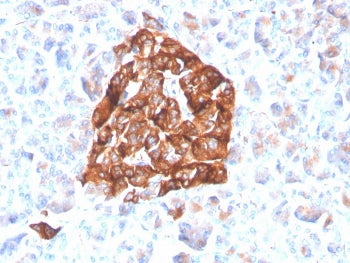 IHC staining of FFPE human pancreas with recombinant Synaptophysin antibody (clone SYP/4503R). HIER: