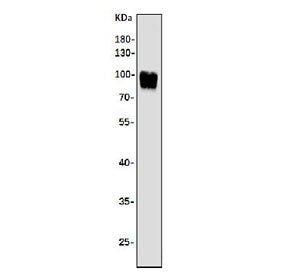 Western blot testing of human K562 cell lysate with Argonaute 3 antibody. Predicted molecular weight ~97 kDa.
