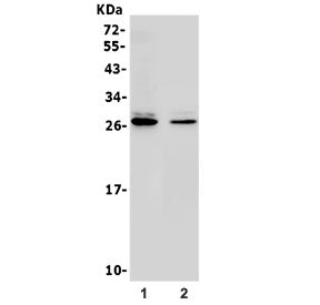 Western blot testing of 1) rat brain and 2) mouse brain lysate with 14-3-3 gamma antibody. Predicted