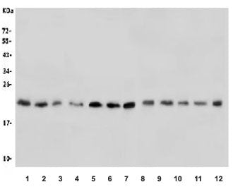 CDC42 Antibody