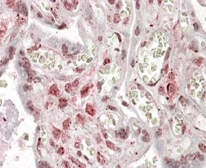 MLX Antibody