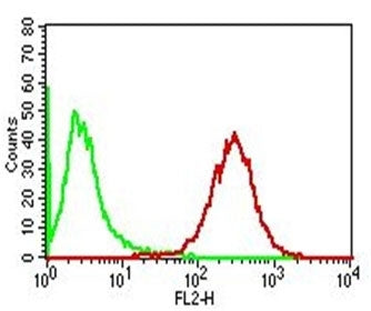 Adipophilin Antibody / Perilipin 2 / ADRP / PLIN2